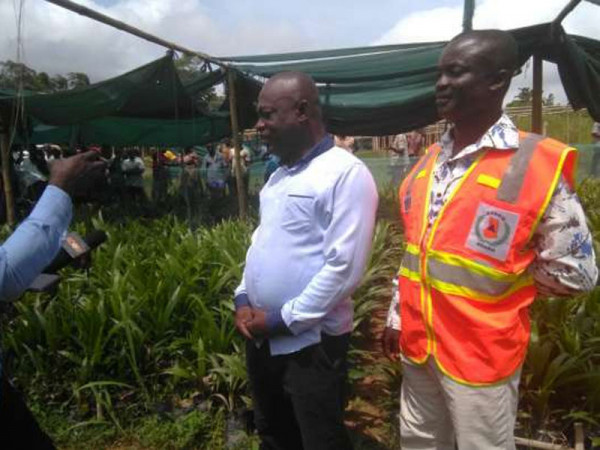 Agona East Assembly distributes 12,000 oil palm seedlings to farmers