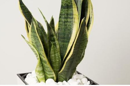 5 Indoor Plants That Are Super Hard To Kill